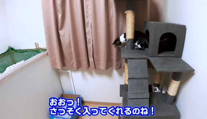 子猫たちがさっそく使ってくれた！