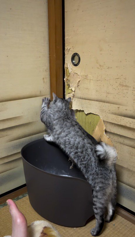 ふすまに前足を掛ける猫