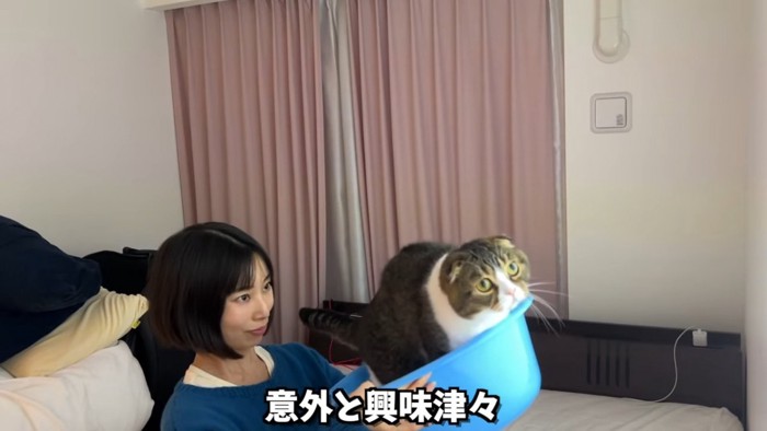 洗面器に入る猫