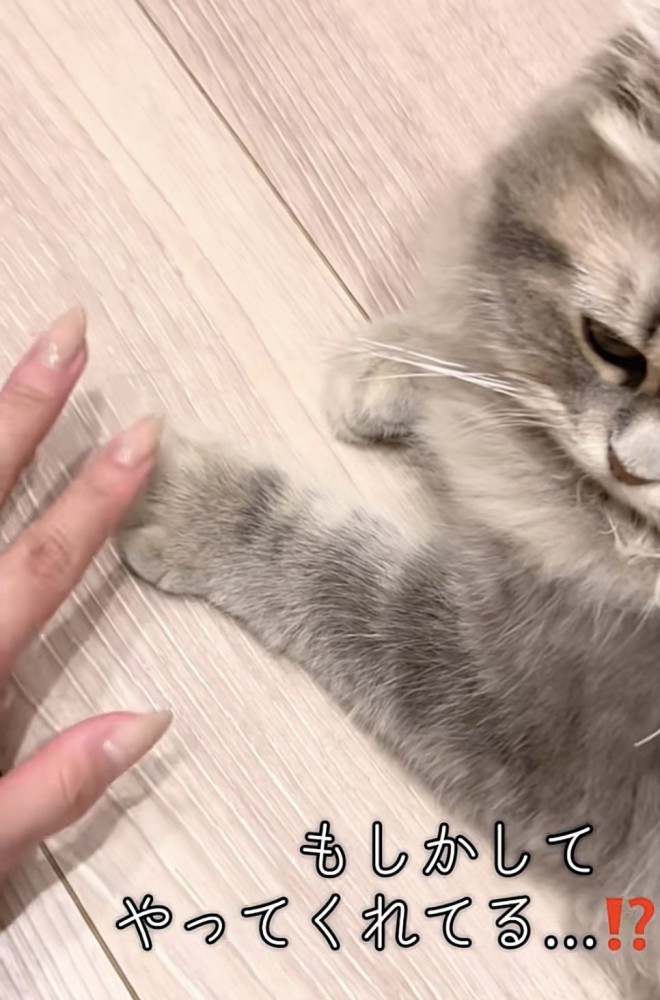 飼い主さんの手と並ぶ凪ちゃんのおてて