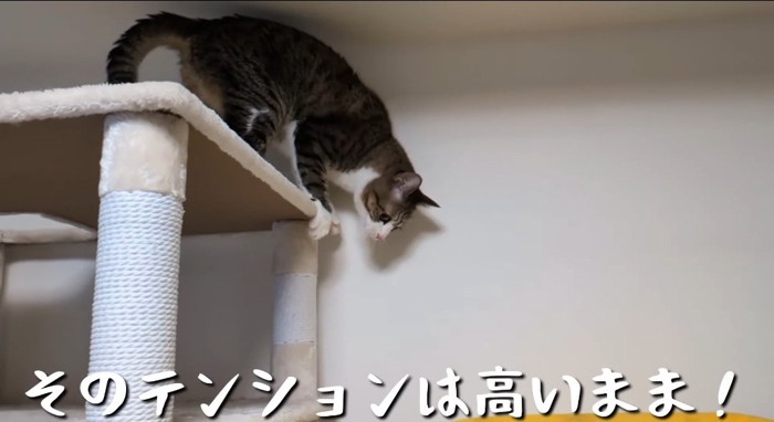 キャットタワーの上の猫