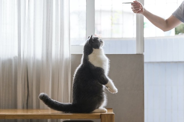 飼い主の持っているものに注目して立ち上がる猫