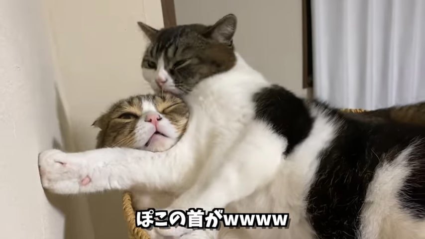 壁に手をついて猫の頭をなめる猫