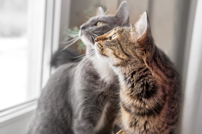 窓の外を見る2匹の猫