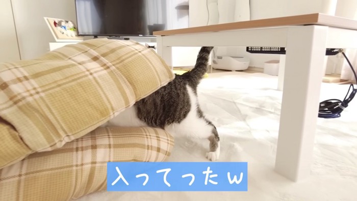 こたつ布団へ侵入するささみくん