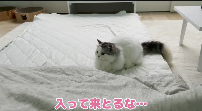 布団の上の猫