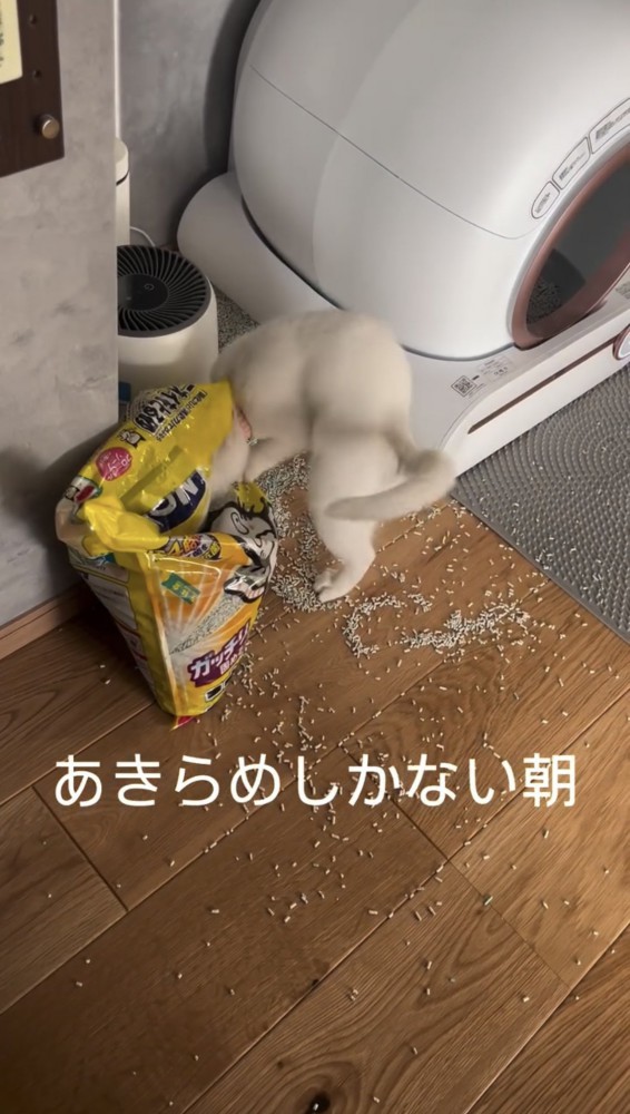 部屋を散らかす猫