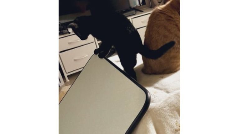 こたつに乗っている猫たち