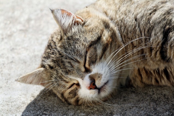 眠そうな猫