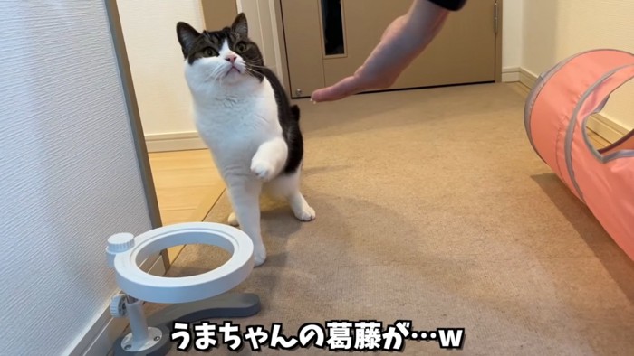 お手をしようとする猫