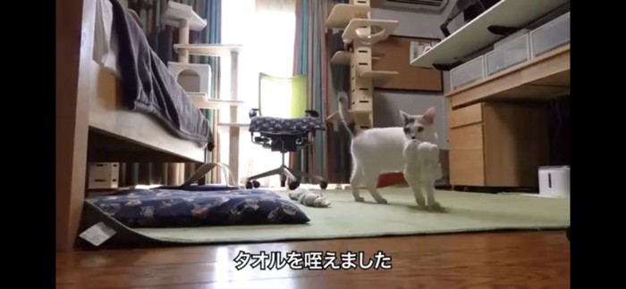 タオルを咥える猫