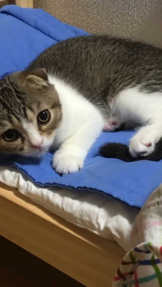 猫用ベッドでくつろぐ子猫