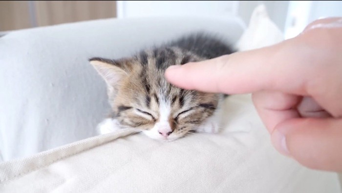 飼い主に頭を撫でられながら眠る子猫