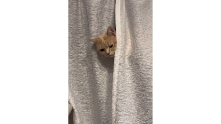 カーテンと猫