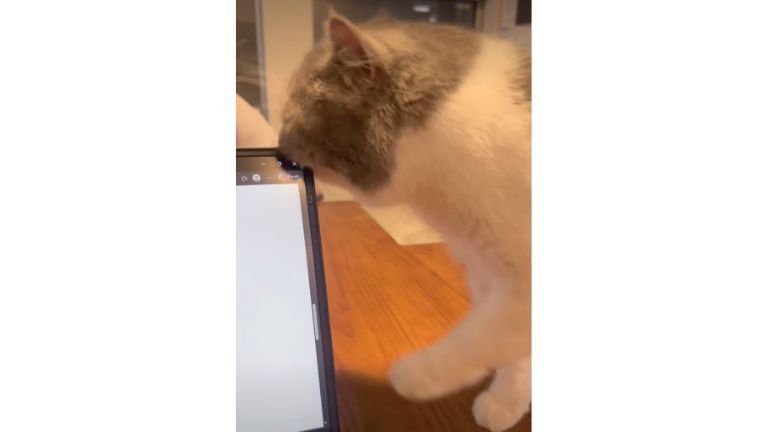 テーブルの上にいる猫