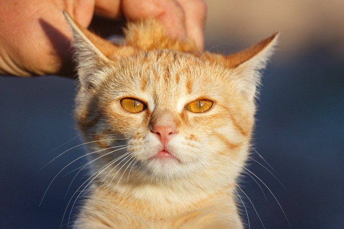 首をつままれる猫