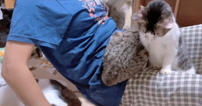 起き上がる飼い主のお腹の上に乗る猫