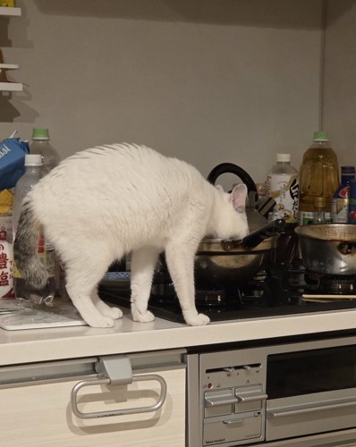 鍋に顔を入れている猫