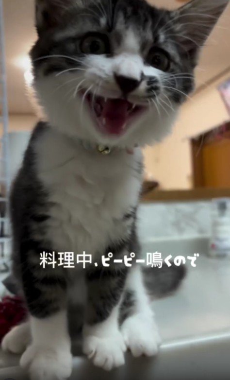鳴いている子猫