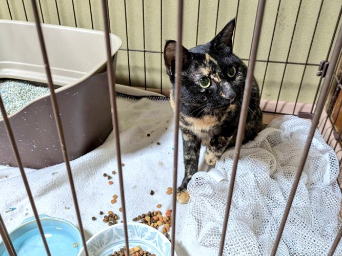 ケージ内で保護されているサビ猫