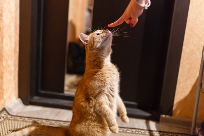 指先のニオイを嗅ぐ猫