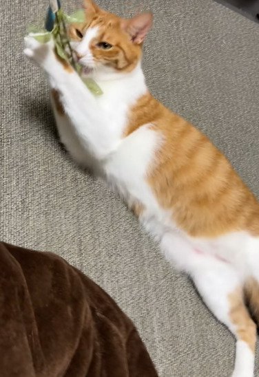 おもちゃを捕まえる猫