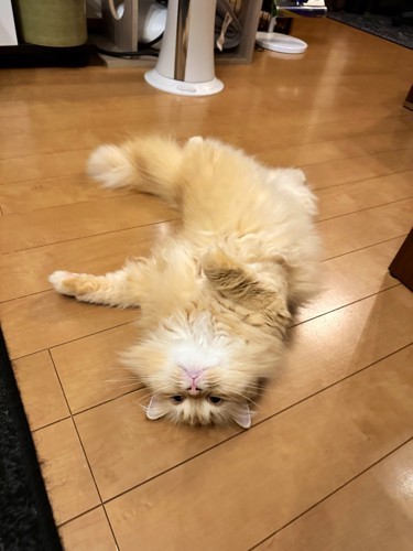 仰向けの猫
