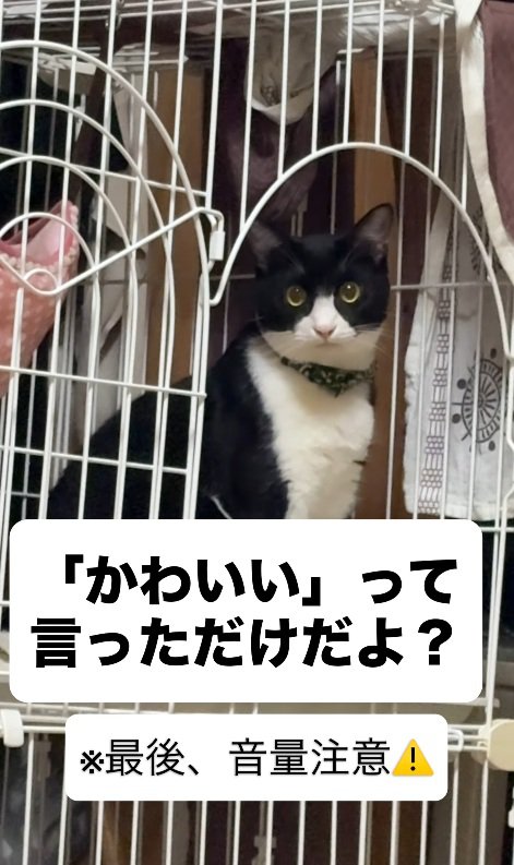 可愛い