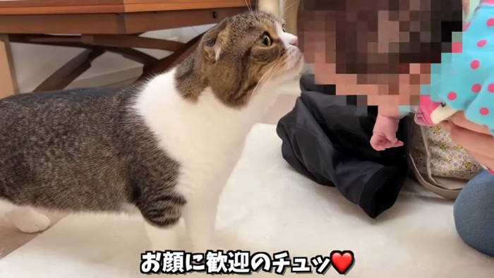 赤ちゃんの顔に近づく猫