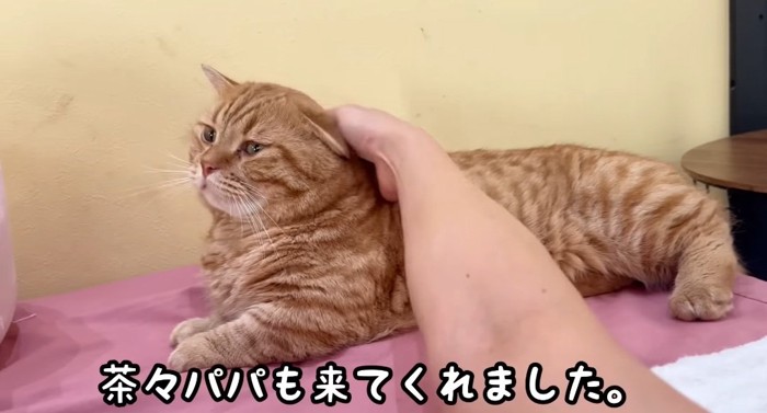 撫でられる猫