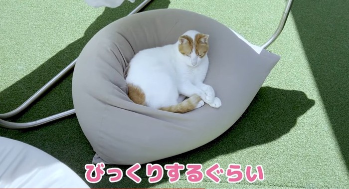 クッションの上の猫