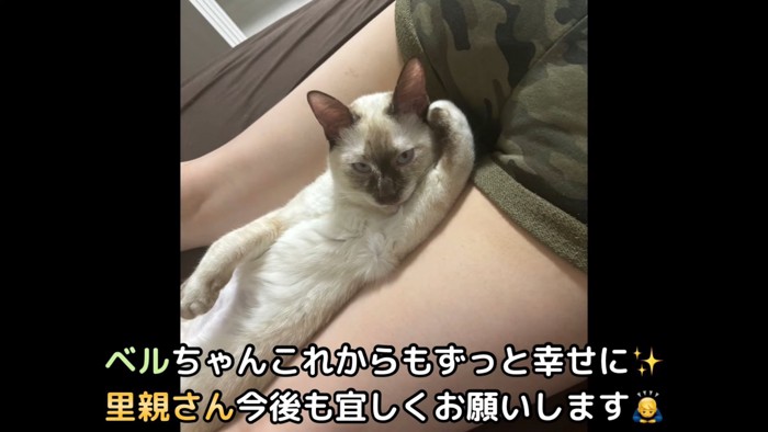 腕枕する子猫