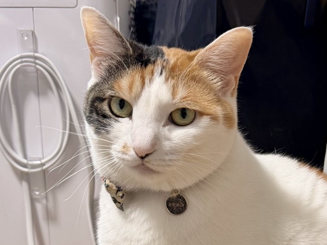 キリっとした表情をする三毛猫の顔のアップ
