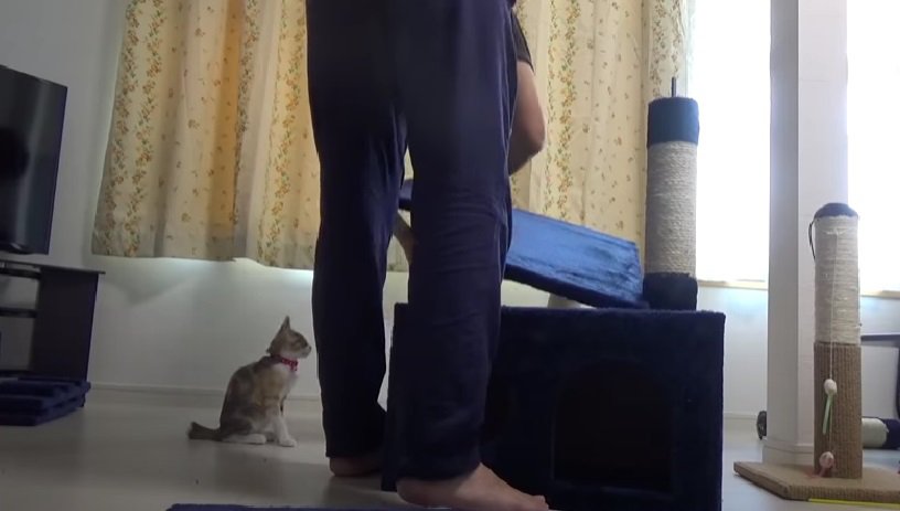 キャットタワーを組み立てる飼い主さん