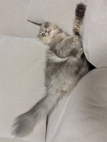 ソファのすき間に仰向けではさまった猫2