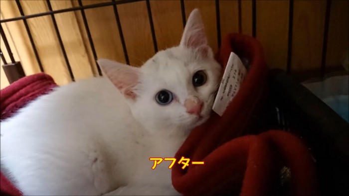 毛布に包まる猫