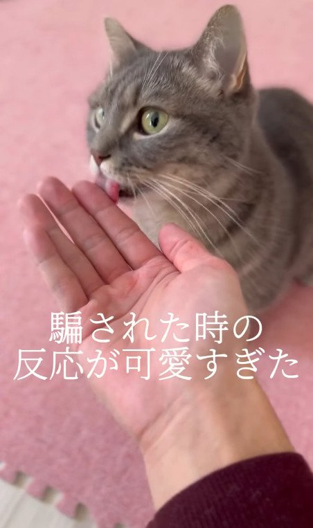 騙されることになる猫