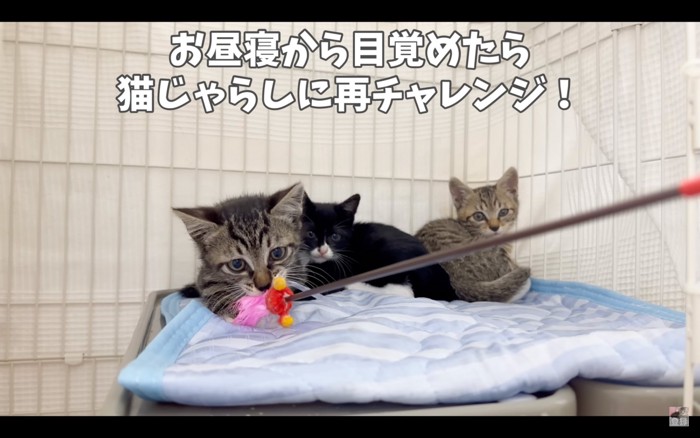 猫じゃらしをくわえる子猫