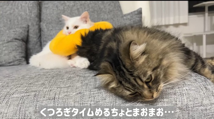 くつろぐ猫