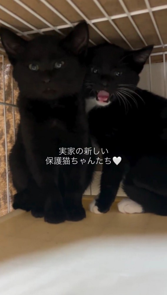 投稿者に返事をする白黒の子猫