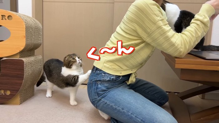 人のお尻に前足をかける猫