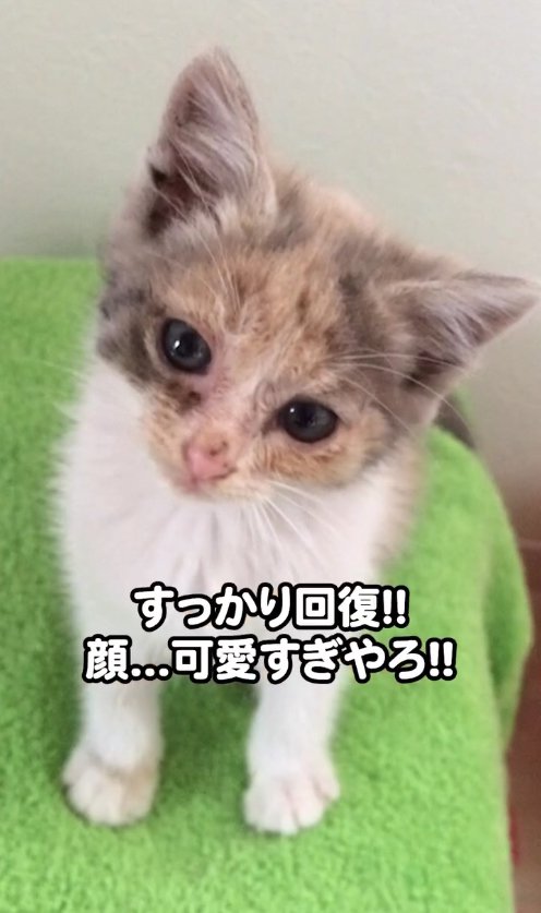 お座りをしてカメラの方を見つめる子猫