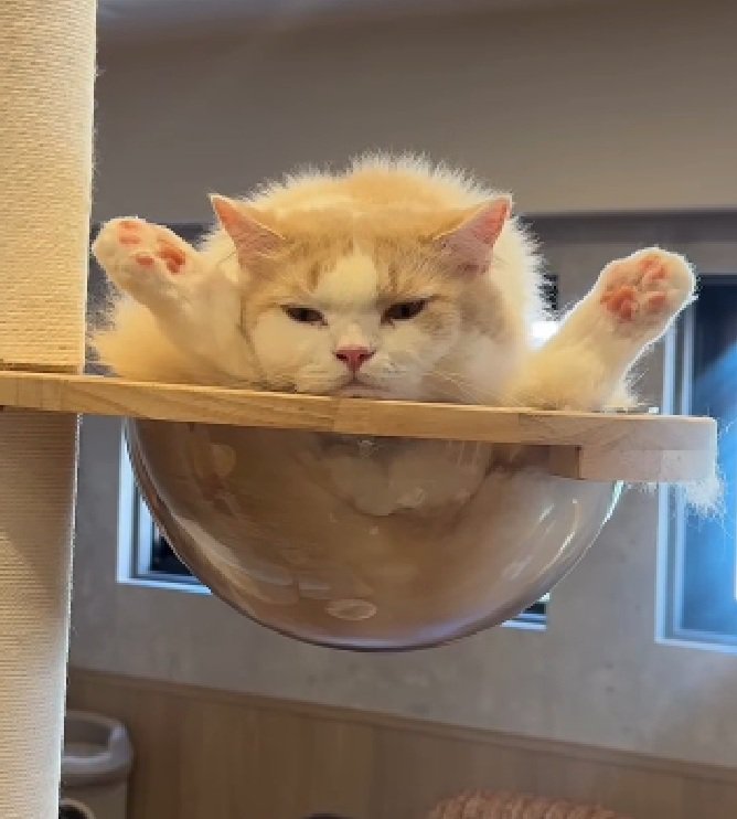足を上げる猫