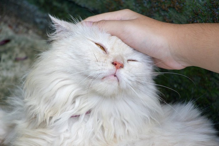 飼い主に撫でられて嬉しそうな猫