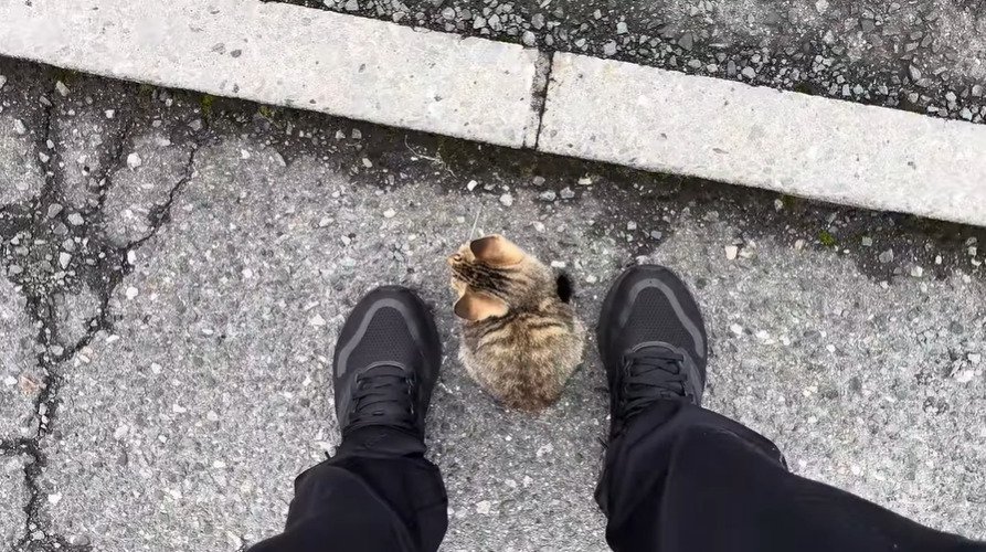 投稿主さんの足元にいる子猫