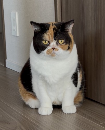 大人になった猫