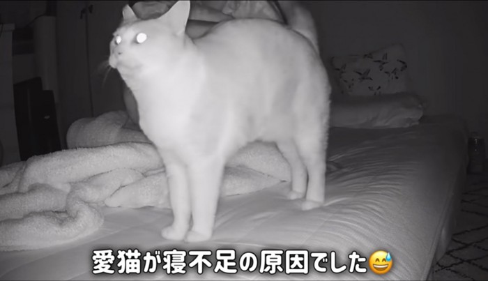 寝不足の原因である猫