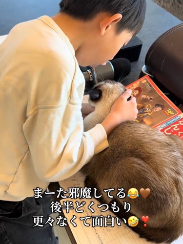 頭をなでられる猫