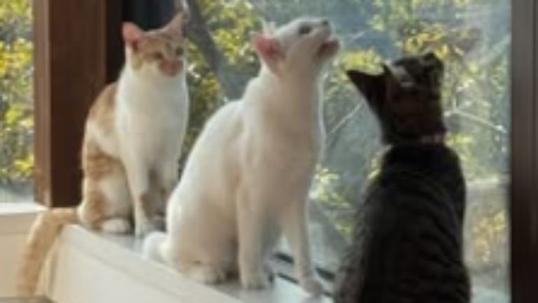 窓辺に集まる猫