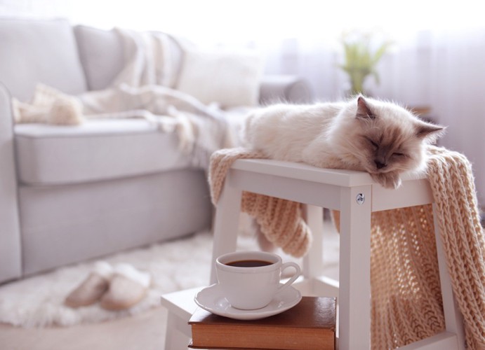 椅子の上で寝る猫